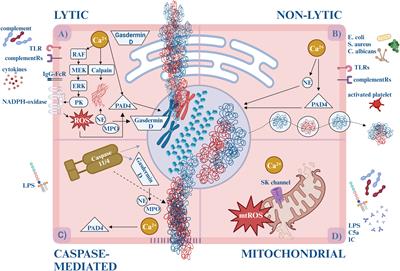 NETosis: an emerging therapeutic target in renal diseases